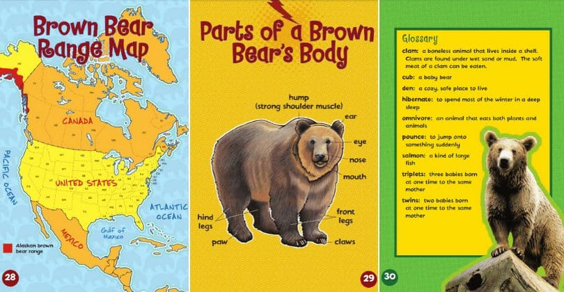 Let's Look at Brown Bears screenshots